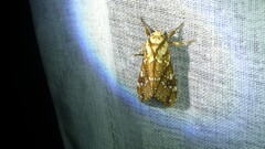 Lophocampa propinqua