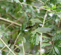 Heliconius erato cyrbia