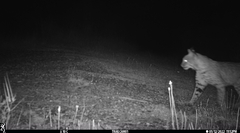 Phalaenoptilus nuttallii