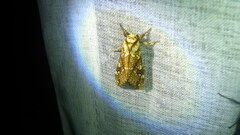 Lophocampa propinqua