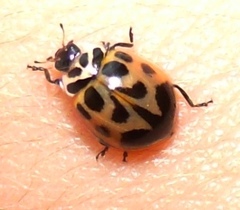 Neoharmonia venusta