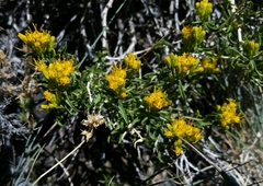 Chrysothamnus viscidiflorus viscidiflorus