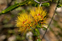 Melaleuca aestiva