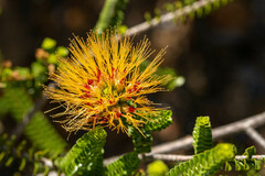 Melaleuca aestiva