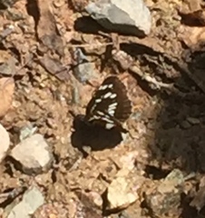 Neptis rivularis