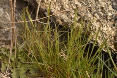 Poa secunda secunda