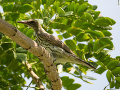 Oriolus sagittatus affinis