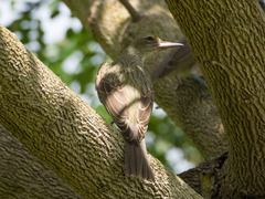 Oriolus sagittatus affinis