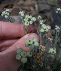 Artemisia albicans