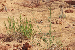 Dalea searlsiae