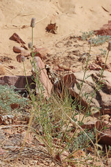 Dalea searlsiae