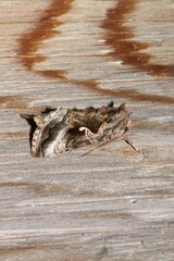 Autographa pseudogamma