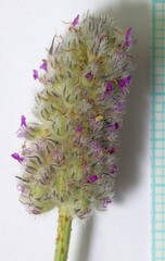 Dalea searlsiae