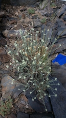 Artemisia albicans
