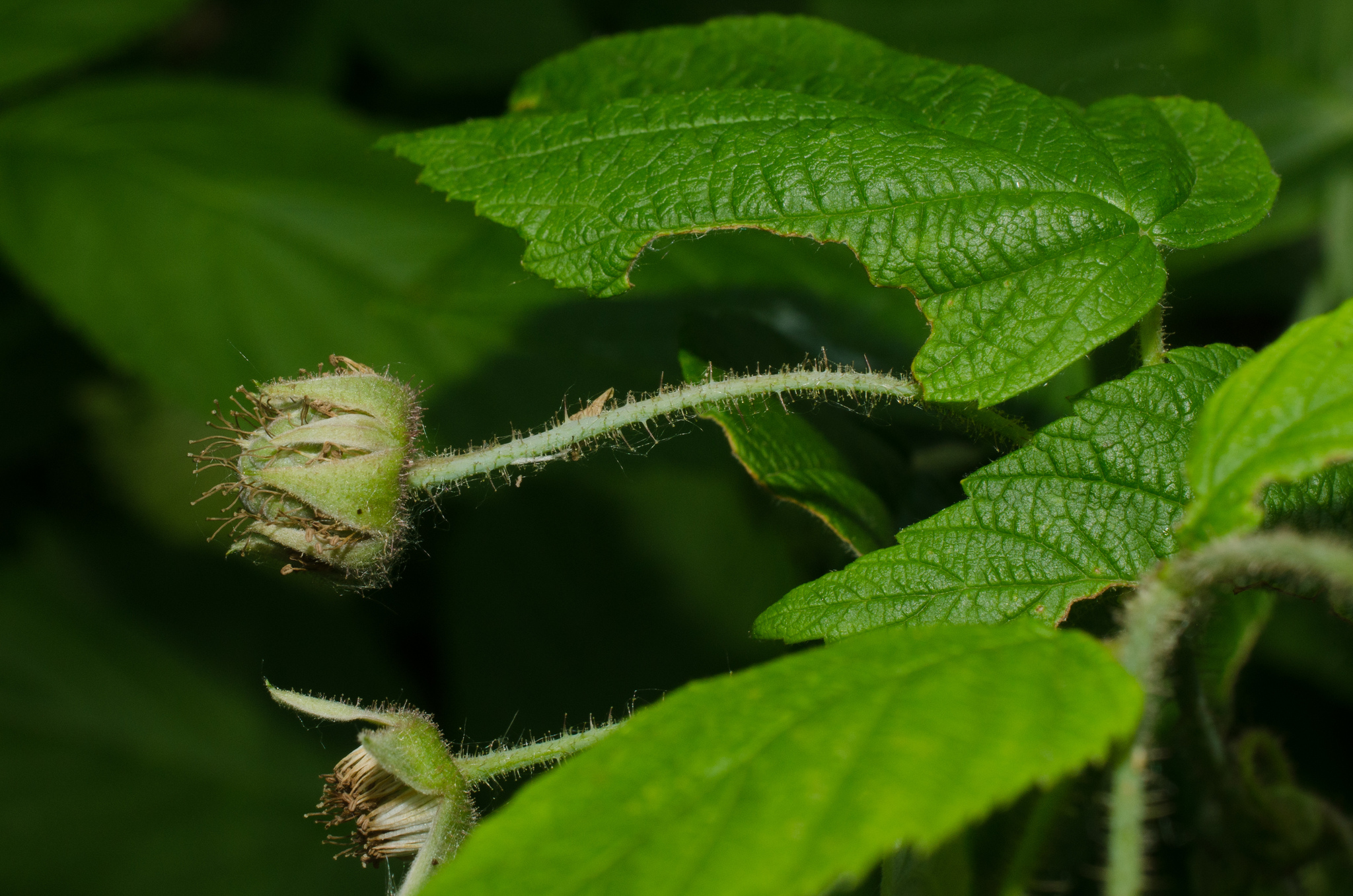 black raspberry Rubus leucodermis leaves, Stanley Park, Vancouver, British  Columbia, Canada Stock Photo - Alamy