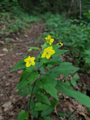 Lysimachia tonsa