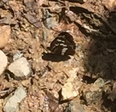 Neptis rivularis