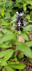 Ajuga forrestii