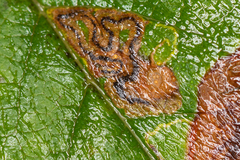 Stigmella magdalenae