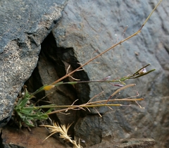 Boechera depauperata