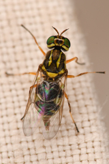 Euparyphus