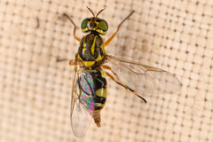 Euparyphus