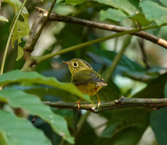Phylloscopus whistleri