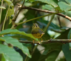 Phylloscopus whistleri