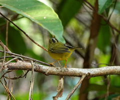 Phylloscopus whistleri