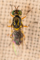 Euparyphus