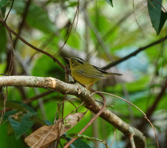 Phylloscopus whistleri
