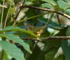 Phylloscopus whistleri