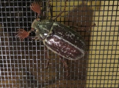 Polyphylla variolosa