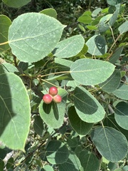 Harmandiola tremulae