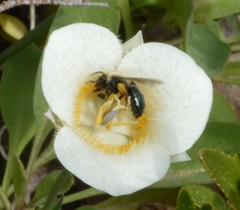 Calochortus subalpinus