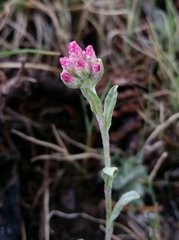 Antennaria rosea rosea