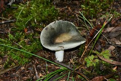 Russula iterika
