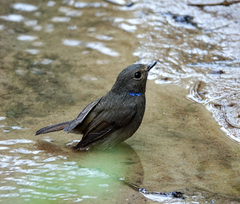 Niltava macgrigoriae