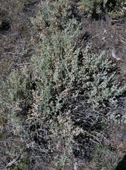 Artemisia rothrockii