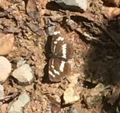 Neptis rivularis