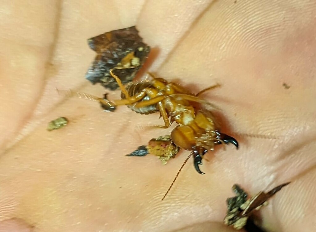 Syntermes spinosus