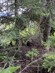 Canachites canadensis