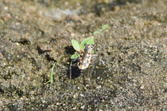 Ellipsoptera macra