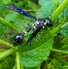 Zethus - Photo (c) grinnin, some rights reserved (CC BY-NC), uploaded by grinnin