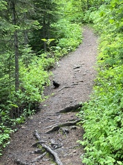 Canachites canadensis