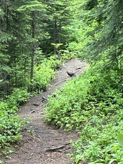 Canachites canadensis