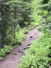 Canachites canadensis