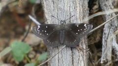 Pholisora