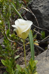 Calochortus subalpinus