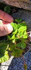 Rubus lasiococcus